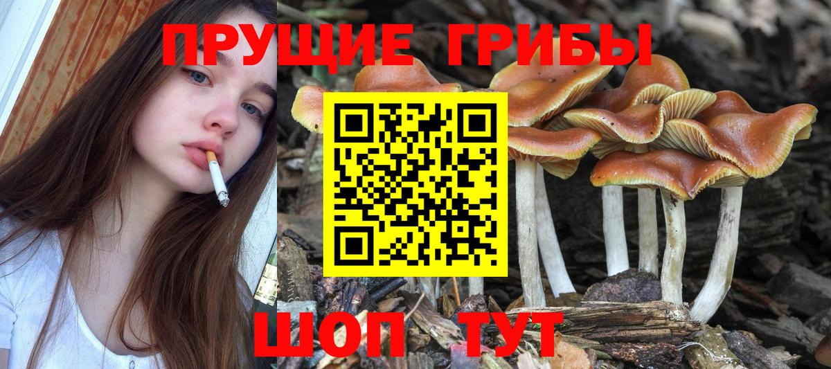 Псилоцибиновые грибы Psilocybine cubensis Краснокаменск